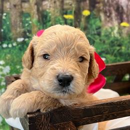 Paisley - Cream female Goldendoodle puppy in The Woodlands, Texas from Gracie's Goldendoodles and Bernedoodles