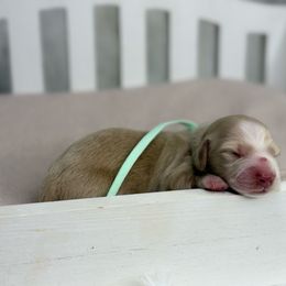 Casper - Cream male Dachshund puppy in Goodyear, Arizona from D&C Royal Dachshunds LLC
