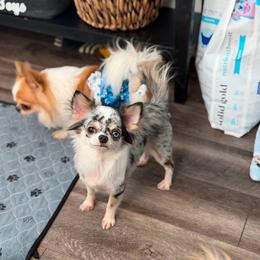 Pants - Chihuahua