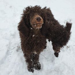 Pomeranian and Poodle Puppies from Sky’s the Limit Cloud K9’s