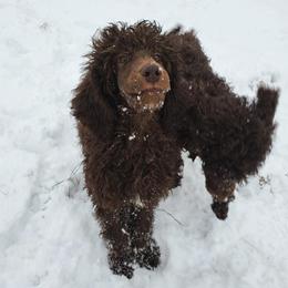 Pomeranian and Poodle Puppies from Sky’s the Limit Cloud K9’s