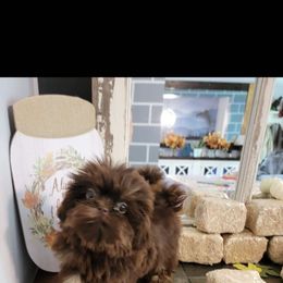 Little Cookie - Chocolate and tan female Shih Tzu puppy in Cartersville, Georgia from 100 Acre Woods Shih Tzu Plantation