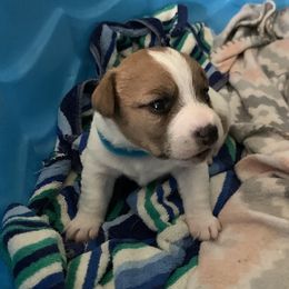 Great Dane and Russell Terrier Puppies from Claddagh Pastures