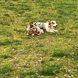 American Corgi and Pembroke Welsh Corgi Puppies from Lonesome Boone Corgis