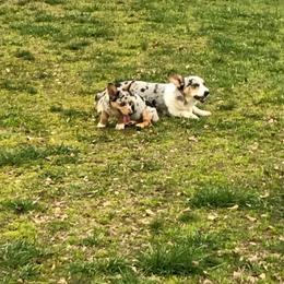 American Corgi and Pembroke Welsh Corgi Puppies from Lonesome Boone Corgis