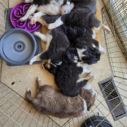 Australian Shepherd and Miniature Australian Shepherd Puppies from Cara Harker