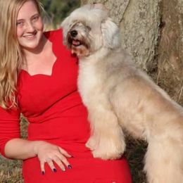Tibetan Terriers from Treble Tibetan Terriers
