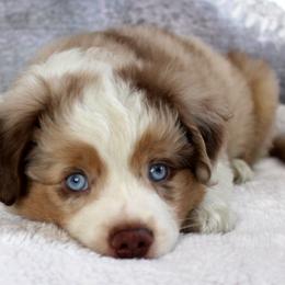 Cutter - Red merle male Miniature Australian Shepherd puppy in Belleview, Florida from Jennifer Townley