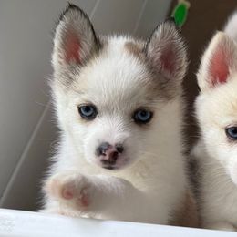 Teal Collar - Tri-color female Pomsky puppy in Exeter, Rhode Island from Ocean State Pomskies