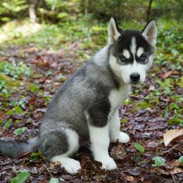 Luka - Black and white male Siberian Husky puppy in Wiscasset, Maine from Running with Huskies