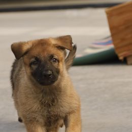 German Shepherd Puppies from Vom Haus Denfors K9