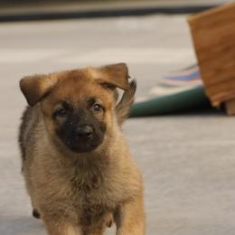 German Shepherd Puppies from Vom Haus Denfors K9