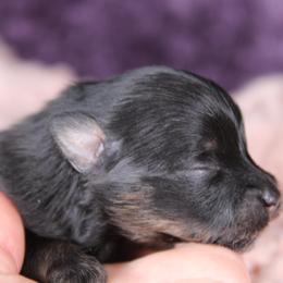 AKC Roxie - Black and tan female Pomeranian puppy in Albany, Indiana from Hatz Off Puppies