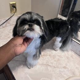 Shih Tzu All Grown Up from Precious Lil Tzus