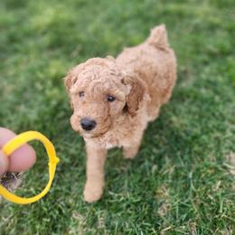 Old Yeller - Apricot female Poodle puppy in South Willard, Utah from Burge Family Poodles