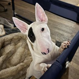 RNR's Spice Girl, Victoria - White and brindle female Miniature Bull Terrier puppy in Leander, Texas from Romp N' Run Ranch