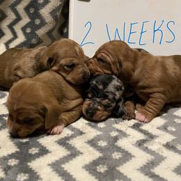 Dachshund Puppies from Bobbi’s Doxies