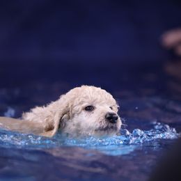 Poodle Puppies from Pawsable Prospects
