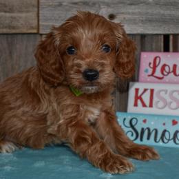 Hart - Red  male Goldendoodle puppy in Macedon, New York from Toodles Goldendoodles