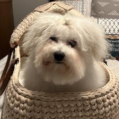 Bolognese Puppies from Mesilla Valley Bolognese