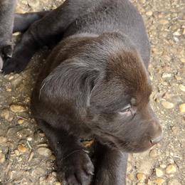Chocolate Boy - Chocolate male Labrador Retriever puppy in Salado, Texas from Wild Games Labradors