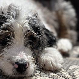 Bernedoodles and Goldendoodles from Front Range Family Doodles