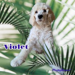 Poodle Puppies from Hickory Hills Poodles