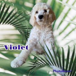 Poodle Puppies from Hickory Hills Poodles