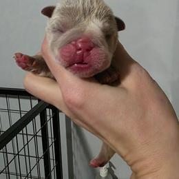 Female 1 - Lilac tri-color female Bulldog puppy in Warsaw, New York from Hillview Kennels