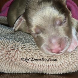 Spot - Chocolate and cream male Dachshund puppy in Oklahoma City, Oklahoma from OkieDoxieland Dachshunds