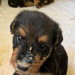 Airedale Terrier Puppies from Spindletop Airedale Terriers
