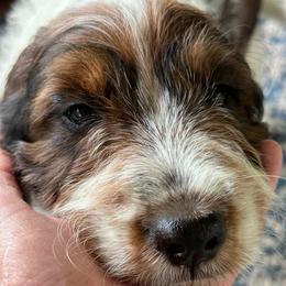 Boy 2 - Black white and tan male Springerdoodle puppy in Reddick, Florida from Cooper’s Mini Doodles