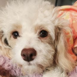 May - Maltipoo
