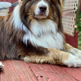 Rory - Australian Shepherd