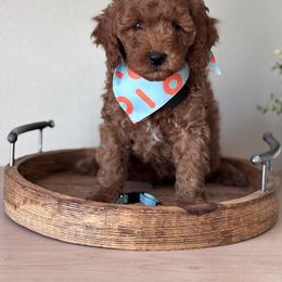 Goldendoodle and Poodle Puppies from East Valley Pups