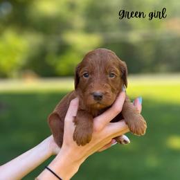 Green girl - Red  female Goldendoodle puppy in Valdese, North Carolina from Doodling All Day Goldendoodles