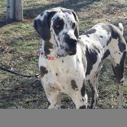 Harlow - Great Dane