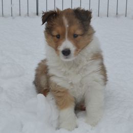 Shetland Sheepdog Puppies from Sunny Shelties
