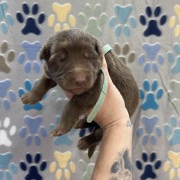 Blue collar - Liver male German Shepherd puppy in Pelham, North Carolina from P & P Shepherds