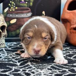 Cinder - Red tri-color female Australian Shepherd puppy in Wrightstown, New Jersey from Hartzland Farm Australian Shepherds