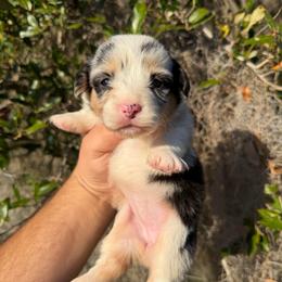 Flora - Fluffy Corgi (Financing Available) - Blue merle and white female American Corgi puppy in Inverness, Florida from Canaan Farm Corgis