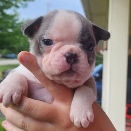 Brindle Blue AKC Tigger - Brindle and white male Boston Terrier puppy in Morristown, Tennessee from Down in the Holler