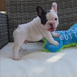 Roman - White and brindle male French Bulldog puppy in Polk City, Florida from Best Friend Frenchies, LLC