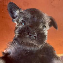 Tiptoe - Salt and pepper female Miniature Schnauzer puppy in Interlachen, Florida from Pam's Schnauzers