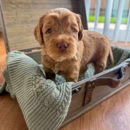 Australian Labradoodle Puppies from Peak Australian Labradoodles