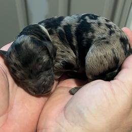Gray collar - Merle male Goldendoodle puppy in Fairfield, California from Twin Sisters Doodles