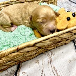 Bernedoodle and Cavapoo Puppies from Sugar Doodles Pups