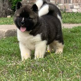 Akita Puppies from Magnolia Akitas
