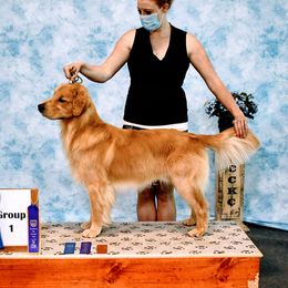 Gibby  - Golden Retriever