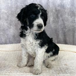 Poodle Puppies from Yellow Dog Farm